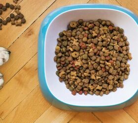 how to stop your dog from eating too fast, Dog bowl image via Canva