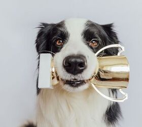 It's Back! 2025 American Humane Society's Hero Dog Award!