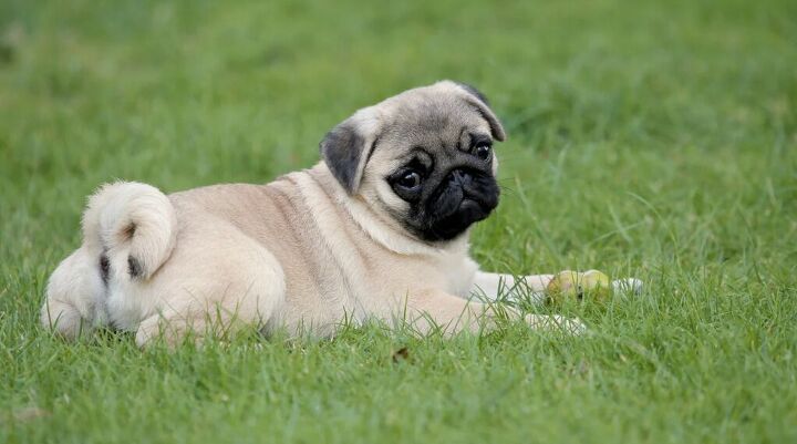 European Pug Did You Know This About Pugs?! | PetGuide