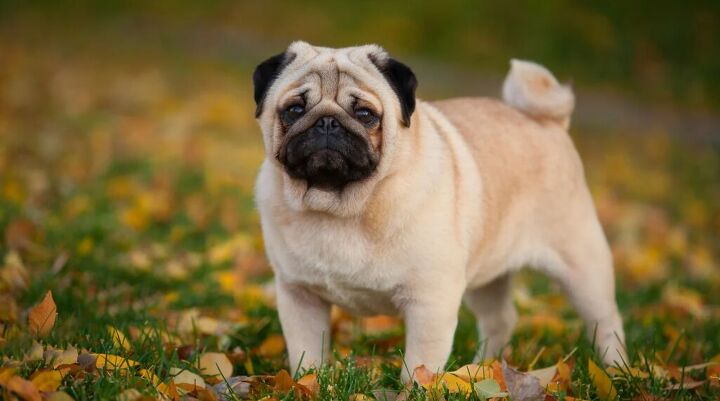 European Pug Did You Know This About Pugs?! | PetGuide