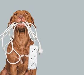 Safeguarding Your Home for High-Energy, Too Curious Pets? We Can Help!