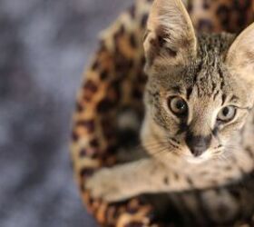 Which Cat Breeds Are The Most Expensive?