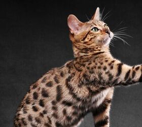 Bengal cat image via Canva