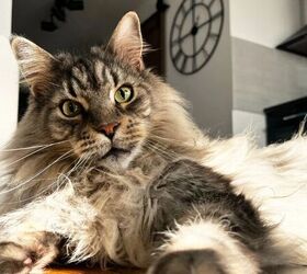 Maine Coon