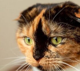 Scottish fold cat image via Canva