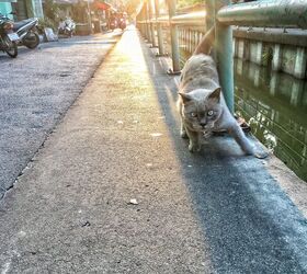 Giving Animals an Exit Strategy from Deep Water Is Simple