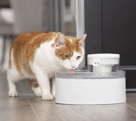 The Smart Way to Spoil Your Pets This Holiday Season