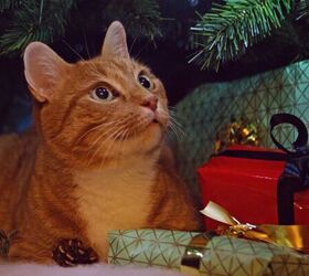 5 Brilliant Stocking Stuffers for Your Feline Friend