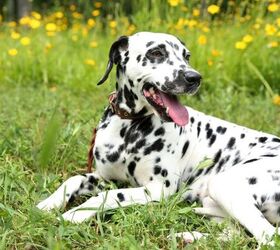 3 Fun Facts About Dalmatians