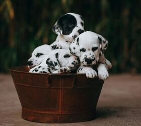 3 fun facts about dalmatians, Dalmatian puppies image via Canva