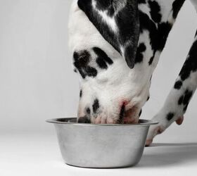 3 fun facts about dalmatians, Dalmatian image via Canva