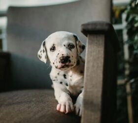 3 fun facts about dalmatians, Dalmatian puppy image via Canva