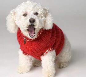 3 Adorable Christmas Sweaters for Small Dogs