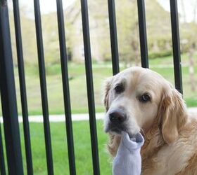 dirty socks draw lost dog home, photo credit Kye Buhrer shutterstock com