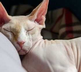 3 fun facts about sphinx cats, Sphinx cat image via Canva