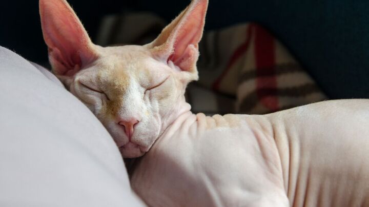 Spinx Treecat 3 Fun Facts About Sphinx Cats | PetGuide