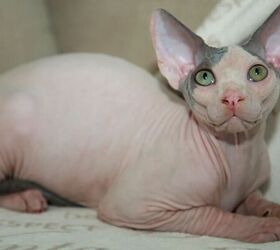 3 fun facts about sphinx cats, Sphinx cat image via Canva