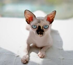 3 fun facts about sphinx cats, Sphinx cat image via Canva