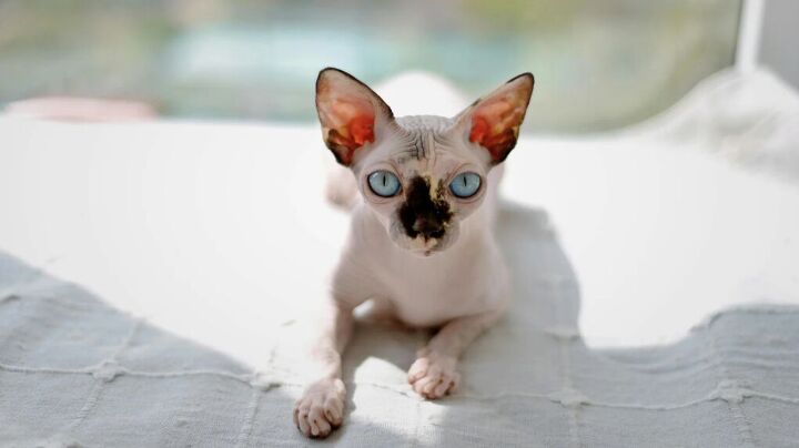 Spinx Treecat 3 Fun Facts About Sphinx Cats | PetGuide
