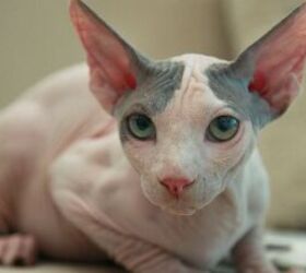 3 fun facts about sphinx cats, Sphinx cat image via Canva