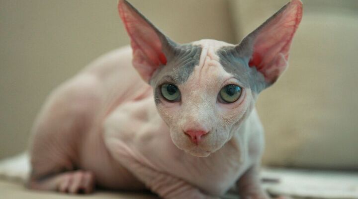 Spinx Treecat 3 Fun Facts About Sphinx Cats | PetGuide