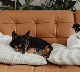 8 Tips to Prevent Pet Theft When You’re Away From Home