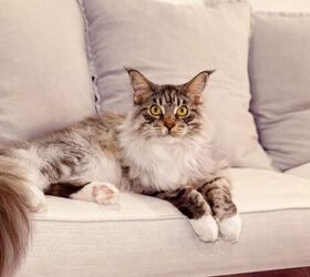 tips to prevent pet theft when youre away from home, Cat on couch image via Canva