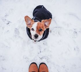thinking snow protection for the pooch this year check out leggings