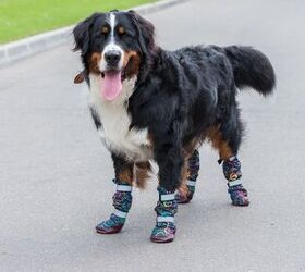 how to get your dog used to wearing booties, kremmedia Shutterstock