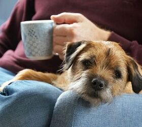 Your Dog's Craving Me-Time. Here's What That Looks Like.