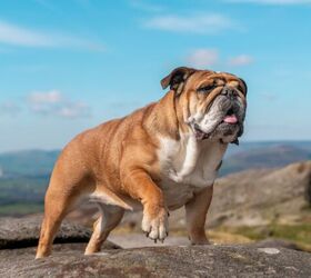 New Research Reveals Dog Diversity Dates Back to the Ice Age