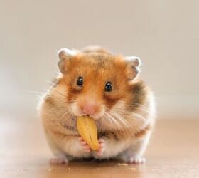 did you know this about hamsters, Hamster image via Canva