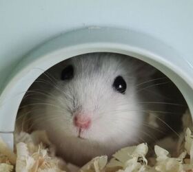 did you know this about hamsters, Hamster image via Canva