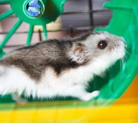 did you know this about hamsters, Hamster image via Canva