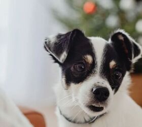 5 Christmas Decor Items to Keep Well Away From Dogs