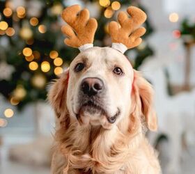 5 christmas decor items to keep well away from dogs, Festive dog image via Canva