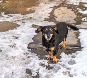 Are Ice Melts Safe for Pets?