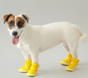 are winter booties a good idea for your dog, Dog in booties image via Canva