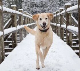 are winter booties a good idea for your dog, Dog in snow image via Canva
