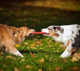 how to tell if your dog s play is healthy or heading for trouble, Photo credit Ksenia Raykova Shutterstock com