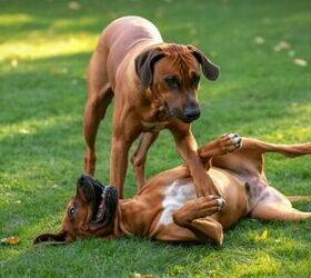 how to tell if your dog s play is healthy or heading for trouble, Photo credit ioanbad3a Shutterstock com