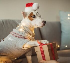 cute christmas gift ideas for your dog, Festive dog image via Canva