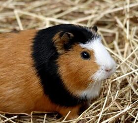 3 adorable facts about guinea pigs, Guinea pig image via Canva