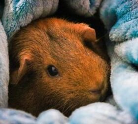 3 adorable facts about guinea pigs, Guinea pig image via Canva