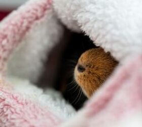 3 adorable facts about guinea pigs, Guinea pig nose image via Canva