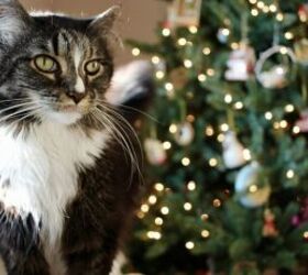adorable holiday gift ideas for your cat, Cat by Christmas tree image via Canva