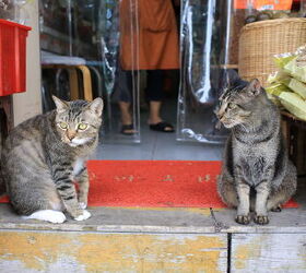 new york s bodega cats are a social media sensation, photo credit Lewis Tse shutterstock com