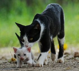 Rescue Cat Deckster Helps Special Needs Kittens Learn to Walk