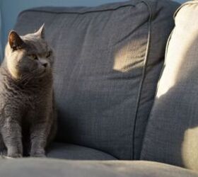 5 Amazon Gadgets To Make Owning Pets Easier