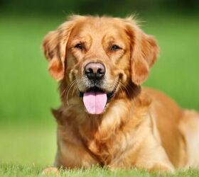 3 fun facts about golden retrievers, Golden Retriever image via Canva